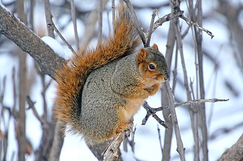 Eastern fox squirrel